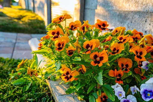 A closeup of orange garden pansies growing in front of a house in sunlight