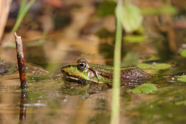 istock Large toad swimming in a muddy pond with leaves in it in a marshland on a sunny day 1445357730