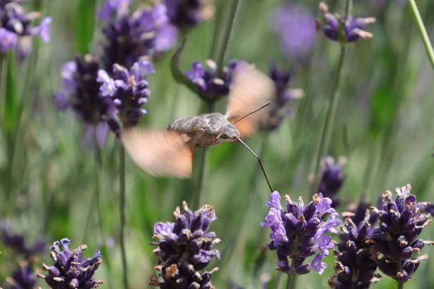 istock Hummingbird hawk-moth gathering nectar from gorgeous lavenders in a sunny field 1445357758