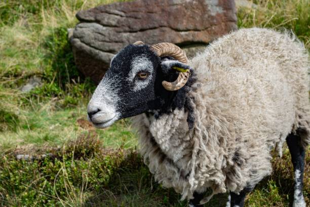 istock White ram eating grasses on the meadows 1445357880
