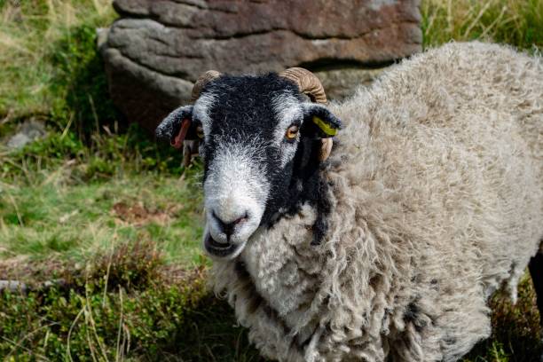 istock White ram eating grasses on the meadows 1445357882
