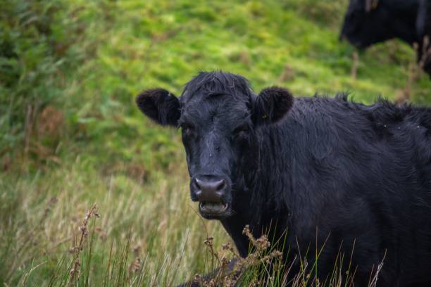 istock Black cow on the meadows 1445357923