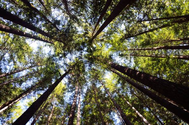 istock Low-angle shot of trees in the forest under the bright sun 1445358483