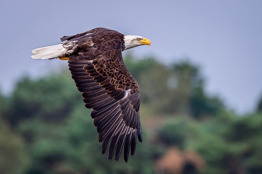 Brown Falcon flying in the wild in Central Victoria