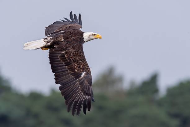 istock Bald Eagle captured in midflight flying low over the ground 1445358586