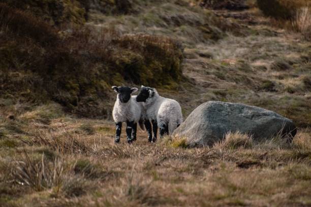 istock White ram eating grasses on the meadows 1445358801