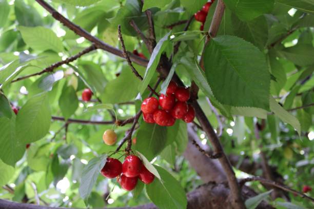 istock Bunch of cherries on a tree 1445358993