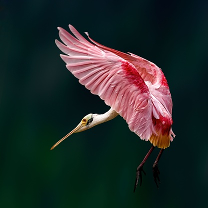 A graceful Roseate Spoonbill in flight
