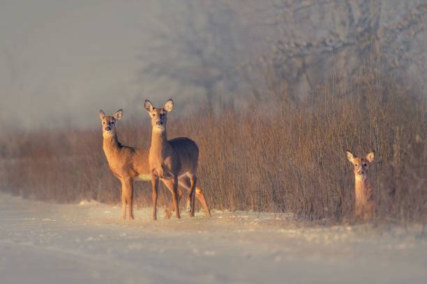 istock Deer family in the winter forest 1445359152