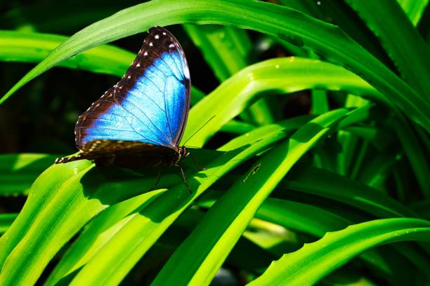 istock Butterflies on beautiful plants 1445359269