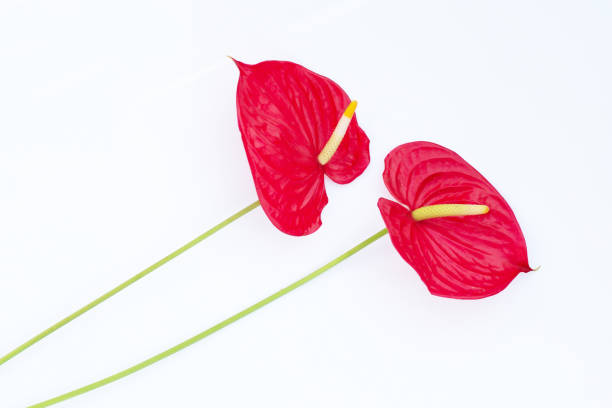 istock Flamingo flower or pigtail anthurium 1445359290