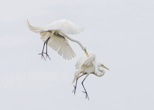istock Graceful couple of white Herons in flight 1445359468