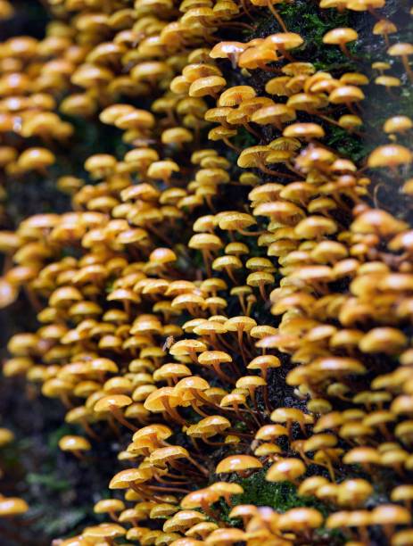 Vertical closeup of yellow small mushrooms on the bark. Xeromphalina campanella. A vertical closeup of yellow small mushrooms on the bark. Xeromphalina campanella. marasmiaceae stock pictures, royalty-free photos & images
