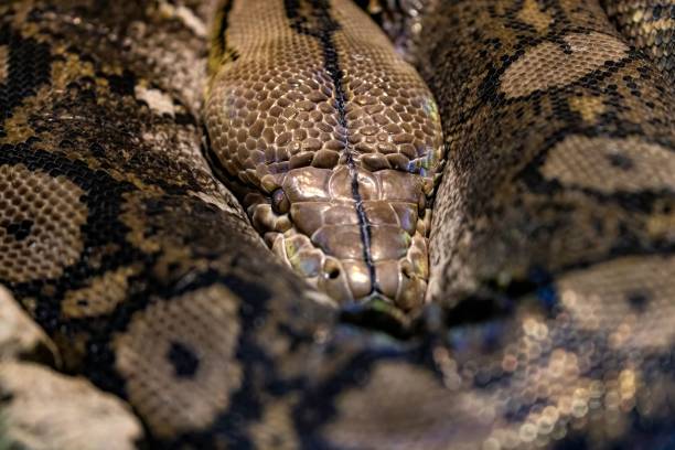 istock Closeup of a long snake - giant Reticulated Python. Quietly asleep, curled into a ring under sun 1445359497