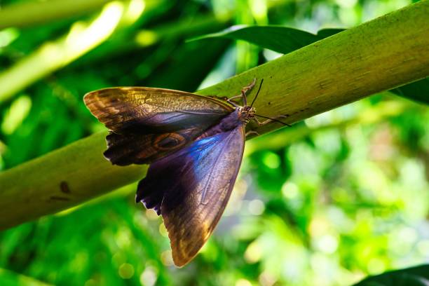 istock Butterfly on wonderful plants 1445359500