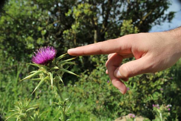 istock Thistle flower plant pricked a person's pointy finger 1445359547
