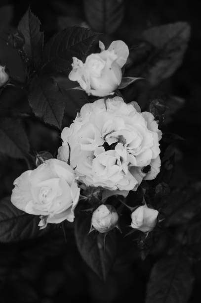 istock Grayscale of a rose bush wit blooming flowers 1445359799