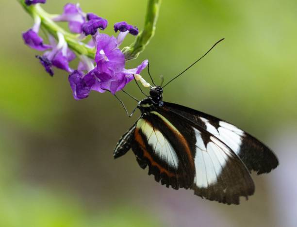 istock Lepidoptera butterfly on a blossom purple flower, macro 1445359816