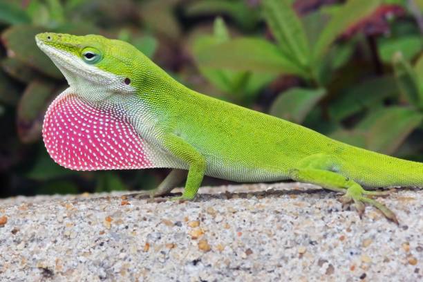 istock Closeup of a green anole lizard standing on a stone surface in sunlight 1445359837