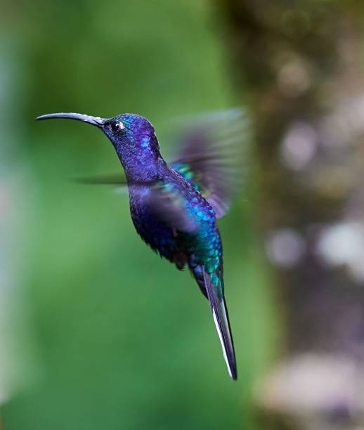 istock Vertical view of a blue-chested hummingbird flying 1445359872