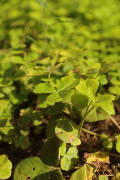 istock Vertical view of four-leaf clovers under the sunlight 1445359930