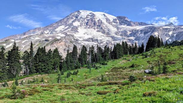 istock Beautiful landscape of Mount Rainier with pine trees in front 1445360394