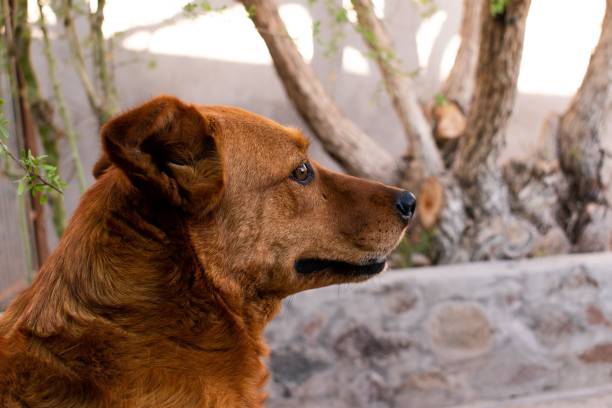 istock Profile view closeup of a brown dog with a blurred background 1445360513