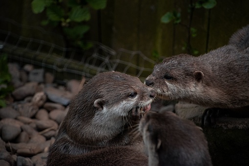 A closeup of an Asian small-clawed otter eating, in  a zoo