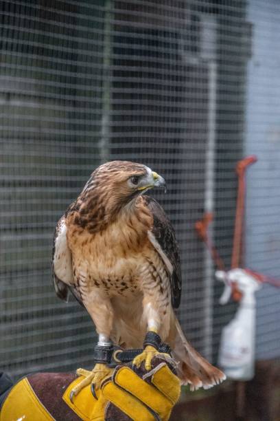 istock Vertical closeup of a red-tailed hawk perched against a cage in a zoo 1445361151