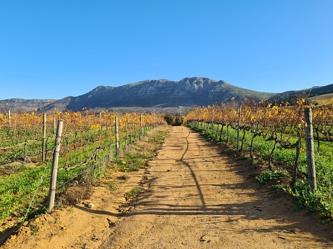 A scenic view of vineyards and mountains under the blue clear sky