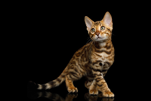 Bengal kitten standing and posing on isolated black background