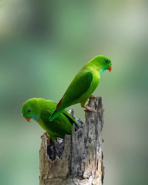 istock Closeup shot of vernal hanging parrot birds perching on tree trunk 1445361902