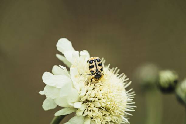 A banded paintbrush beetle on a flower