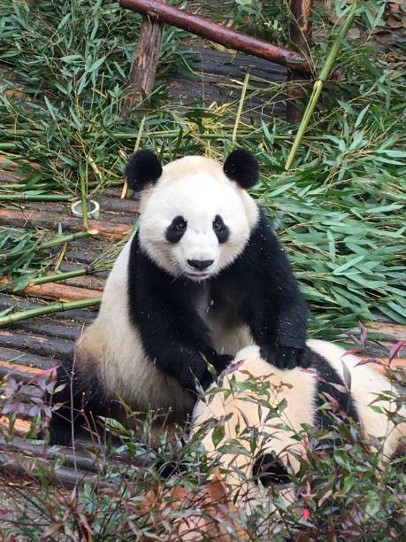 istock View of beautiful pandas playing in a zoo 1445362132