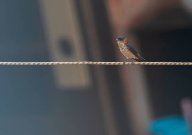 Closeup of a red-rumped swallow (Cecropis daurica) sitting on a wire A closeup of a red-rumped swallow (Cecropis daurica) sitting on a wire red rumped swallow stock pictures, royalty-free photos & images