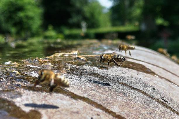 istock Closeup shot of bees on a blurry background 1445362161