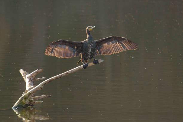 istock Closeup of a grey Cormorant perched on a tree in the lake 1445362362