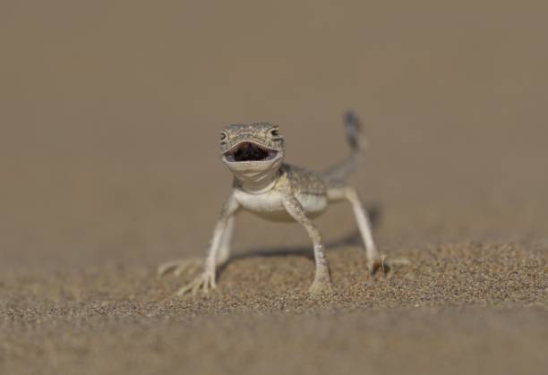 istock Closeup shot of a toadhead agama on the blurry background 1445362630