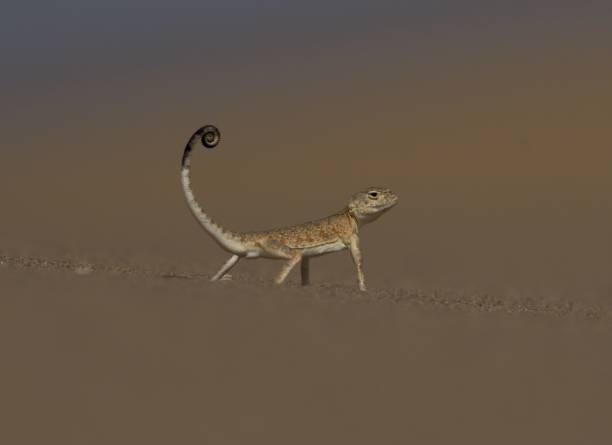 istock Closeup shot of a toadhead agama on the blurry background 1445362640
