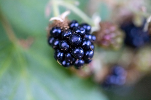 A selective focus shot of the blackberry