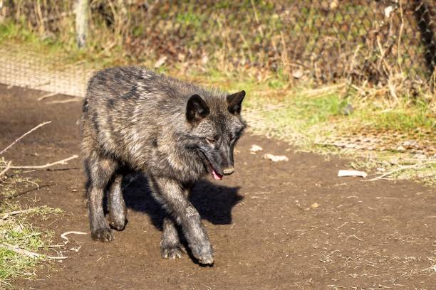 istock Closeup shot of a wolf (Canis lupus) 1445362868