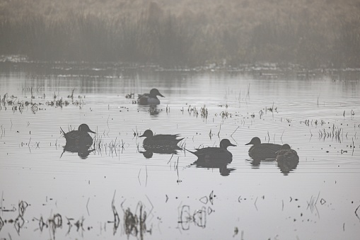 A grayscale shot of the ducks swimming in the lake
