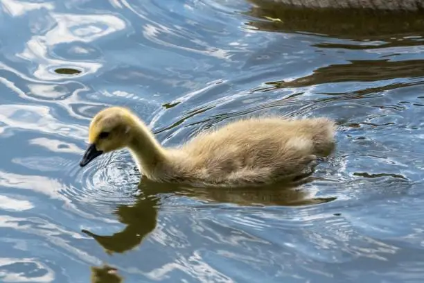 Photo of Canada Goose gosling swimming in the lake