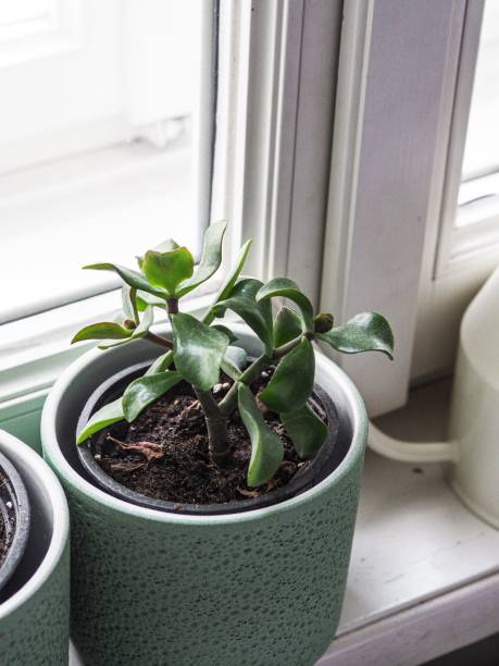 istock Vertical closeup of small plants in flower pots on a windowsill 1445363184