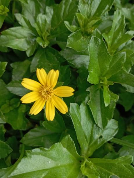 istock Vertical closeup shot of a small yellow flower 1445363236