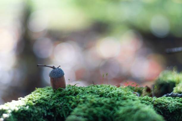A selective focus shot of acorn in the moss