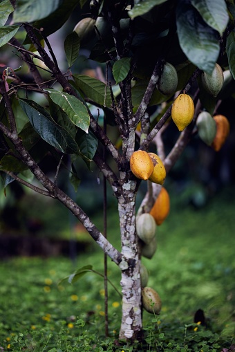 A vertical shot of a Cocoa tree in a garden, Grecia, Costa Rica