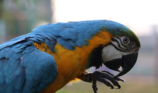 Blue and yellow Macaw \nLarge South American parrot with mostly species MACAW. Closeup shot of Macaw parrot.