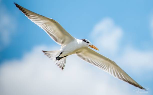 istock Seagull flying in the blue sky 1445363623