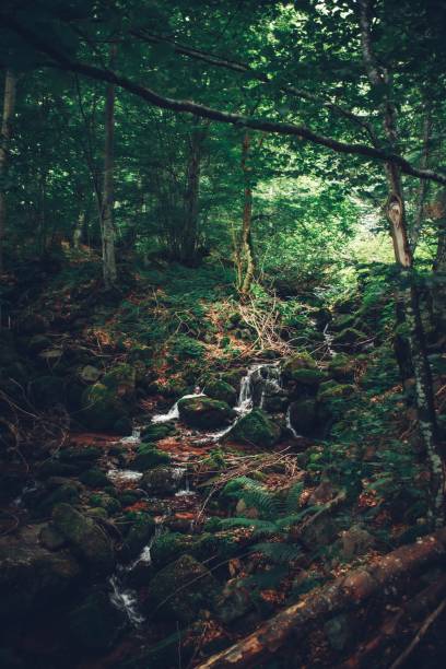istock Vertical shot of a small waterfall in a forest 1445363778